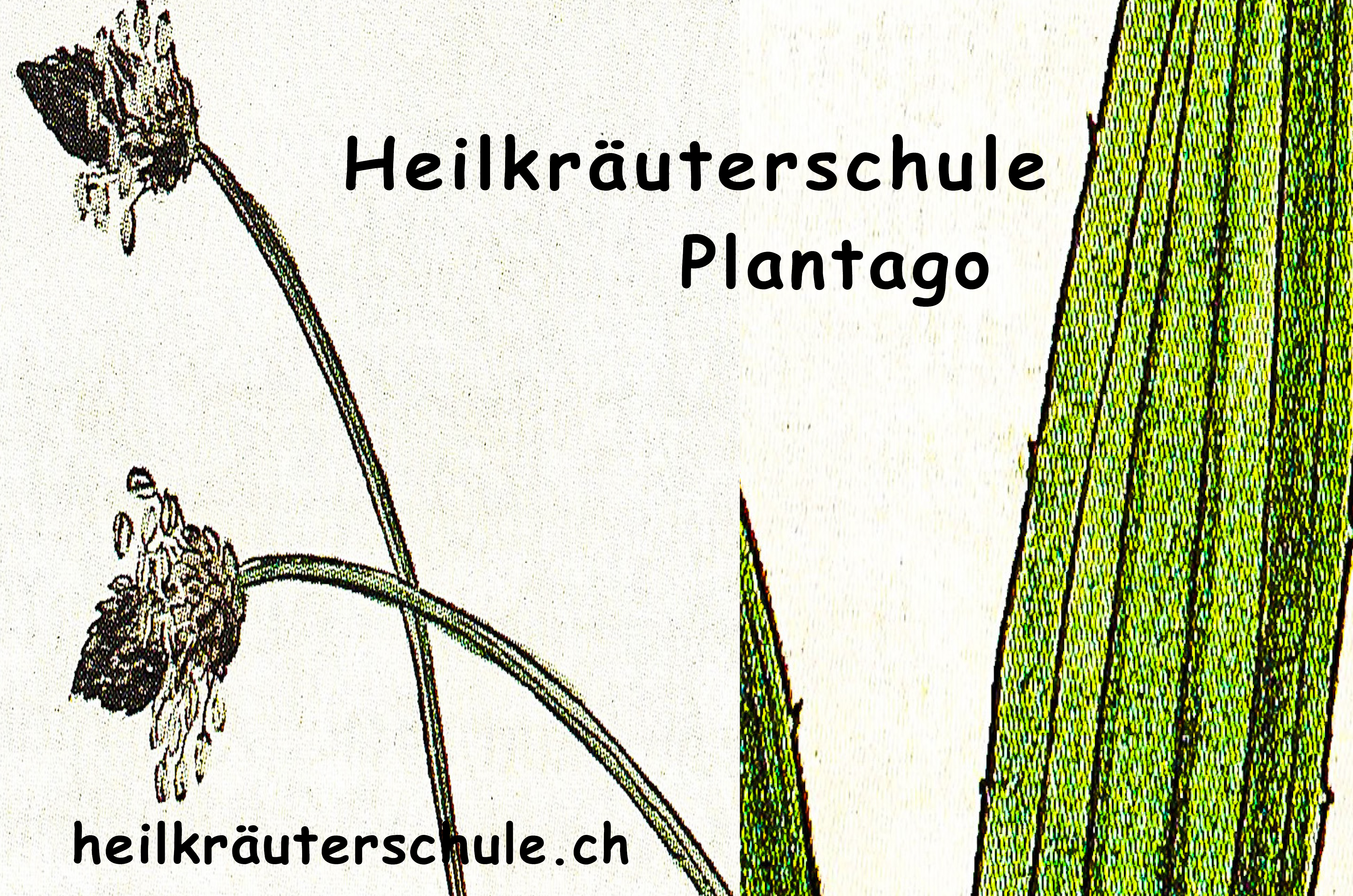 Naturapotheke im Garten